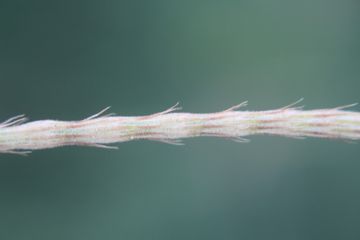 Casuarina equisetifolia L.